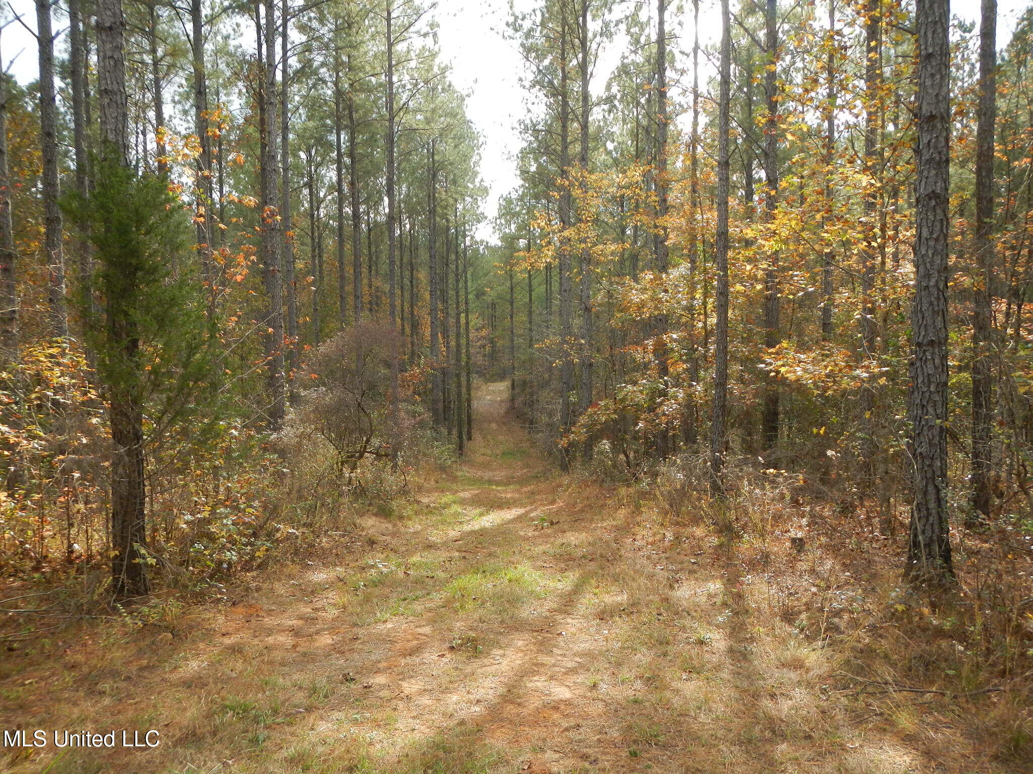 773 Permenter Road Camden, MS 39045 - Photo 38 of 50 DSCN9951