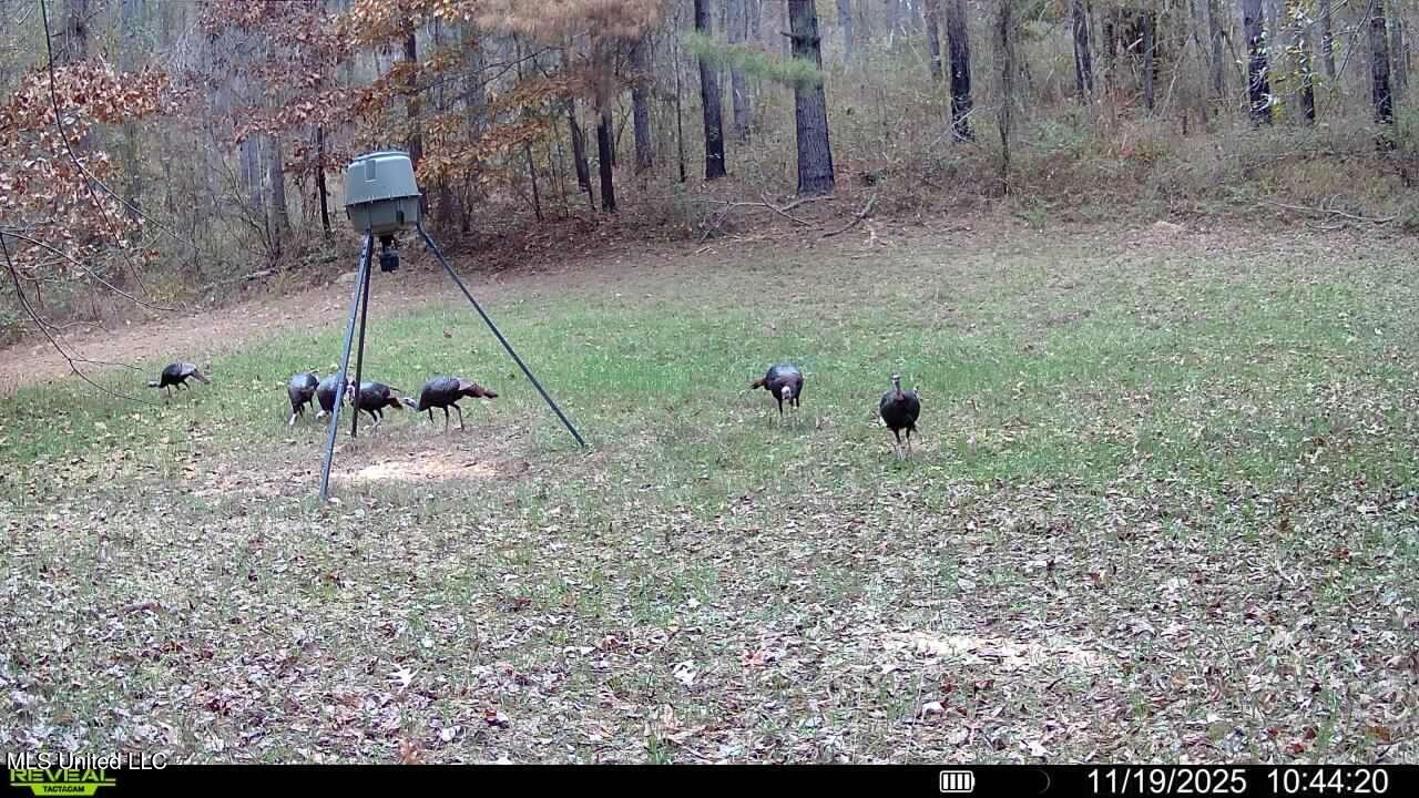 773 Permenter Road Camden, MS 39045 - Photo 39 of 50 016579008217841-73-4-11192025104420-SYFW