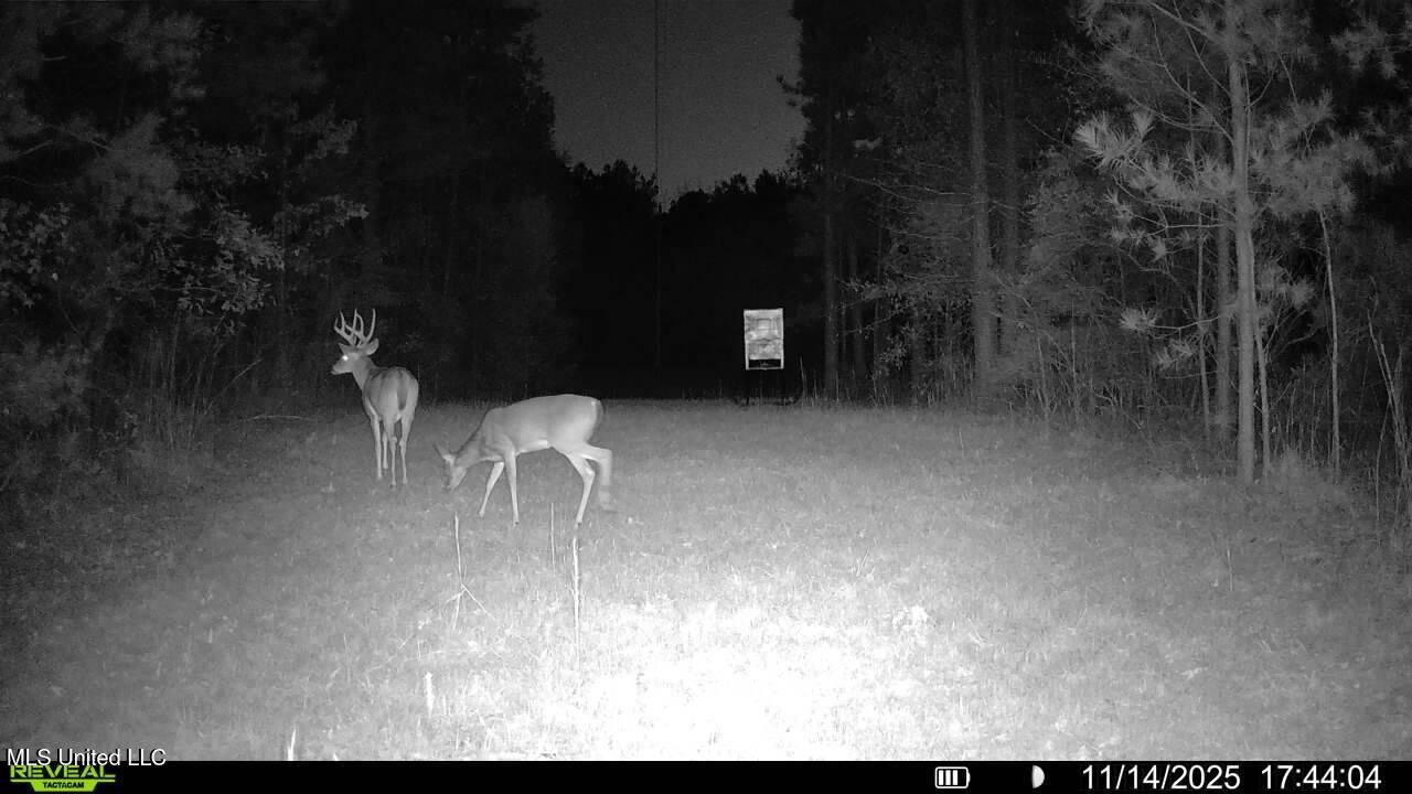 773 Permenter Road Camden, MS 39045 - Photo 44 of 50 016579003444036-50-3-11142025174404-SYFW