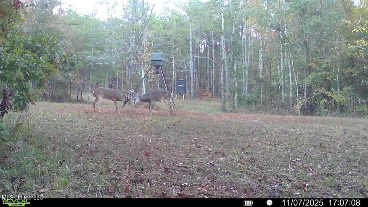 773 Permenter Road Camden, MS 39045 - Photo 46 of 50 016578003512966-100-2-11072025170708-SYF