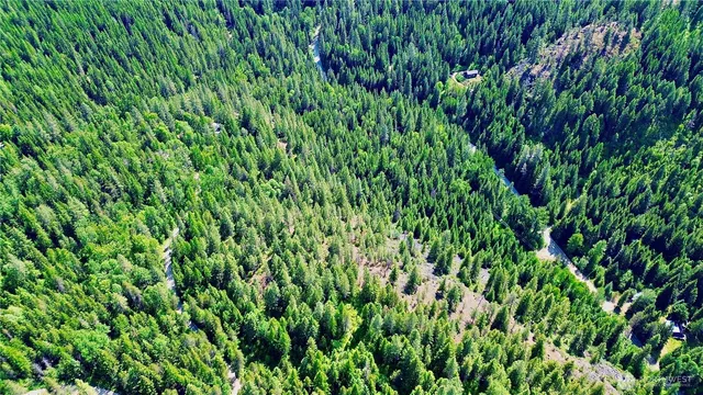 a view of a lush green forest