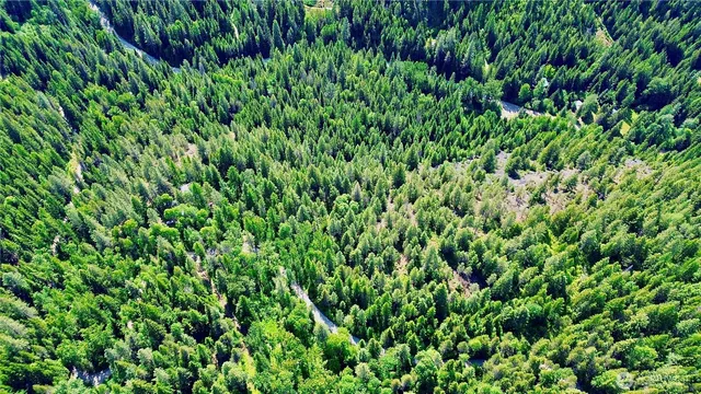 a view of a lush green forest