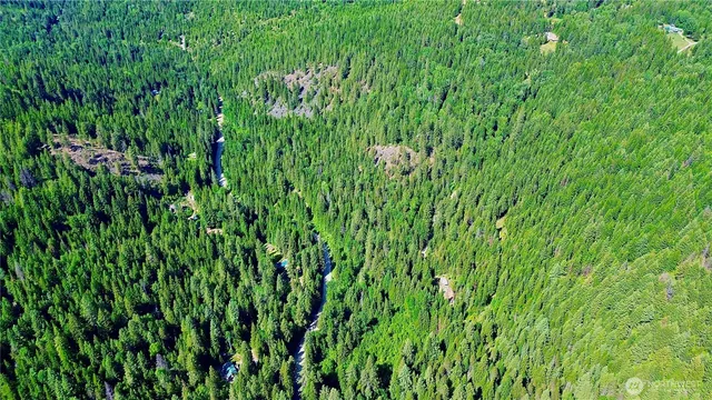a view of a lush green forest