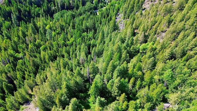 a view of a lush green forest