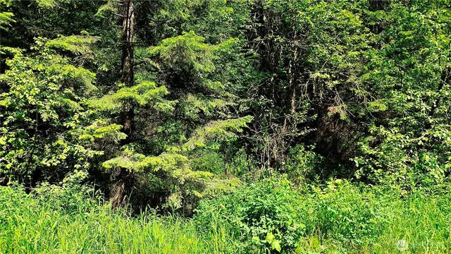 a view of a plant in a garden