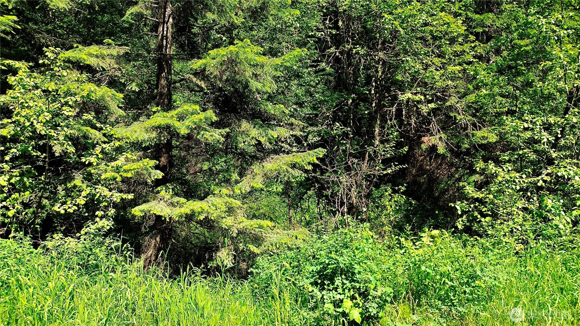 0 McCloud Creek Road Newport, WA 99156 - Photo 5 of 33