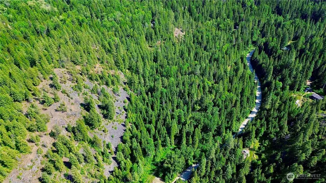 a view of a lush green forest