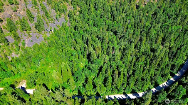 a view of a plant in a garden