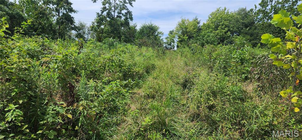 85 Maggie Lane Makanda, IL 62958 - Photo 6 of 16