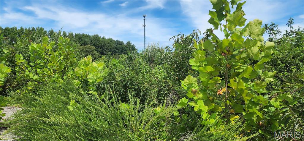 85 Maggie Lane Makanda, IL 62958 - Photo 7 of 16