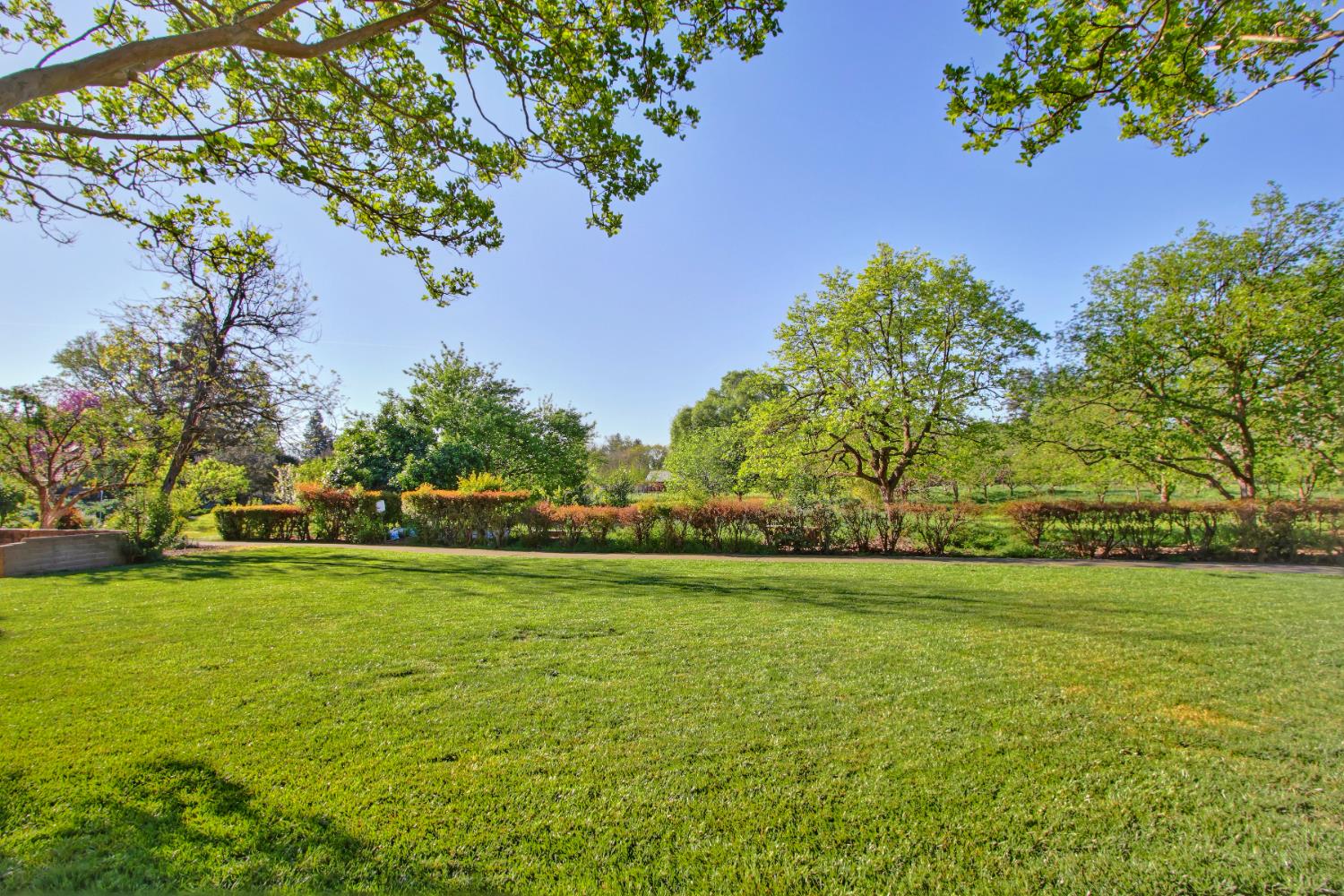 2526 Overhill Lane Davis, CA 95616 - Photo 60 of 60 a view of a large trees with flower garden in front of it