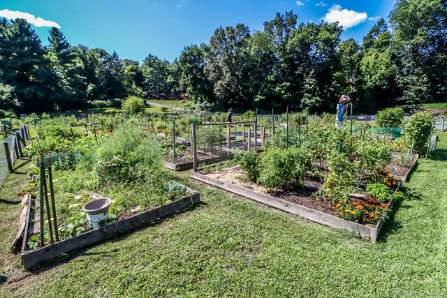 a view of a garden with plants