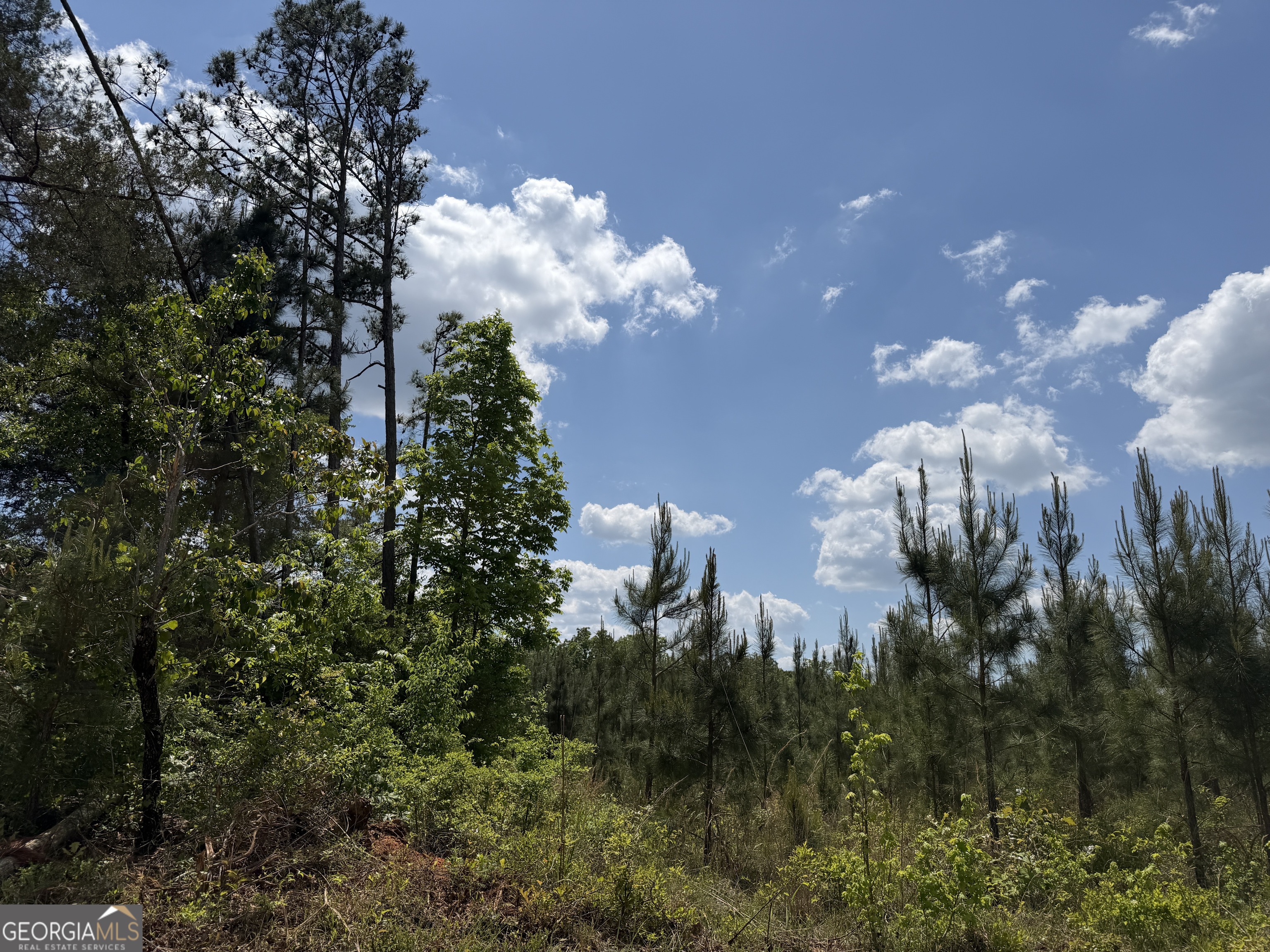1 George Milling Road Cuthbert, GA 39840 - Photo 3 of 8