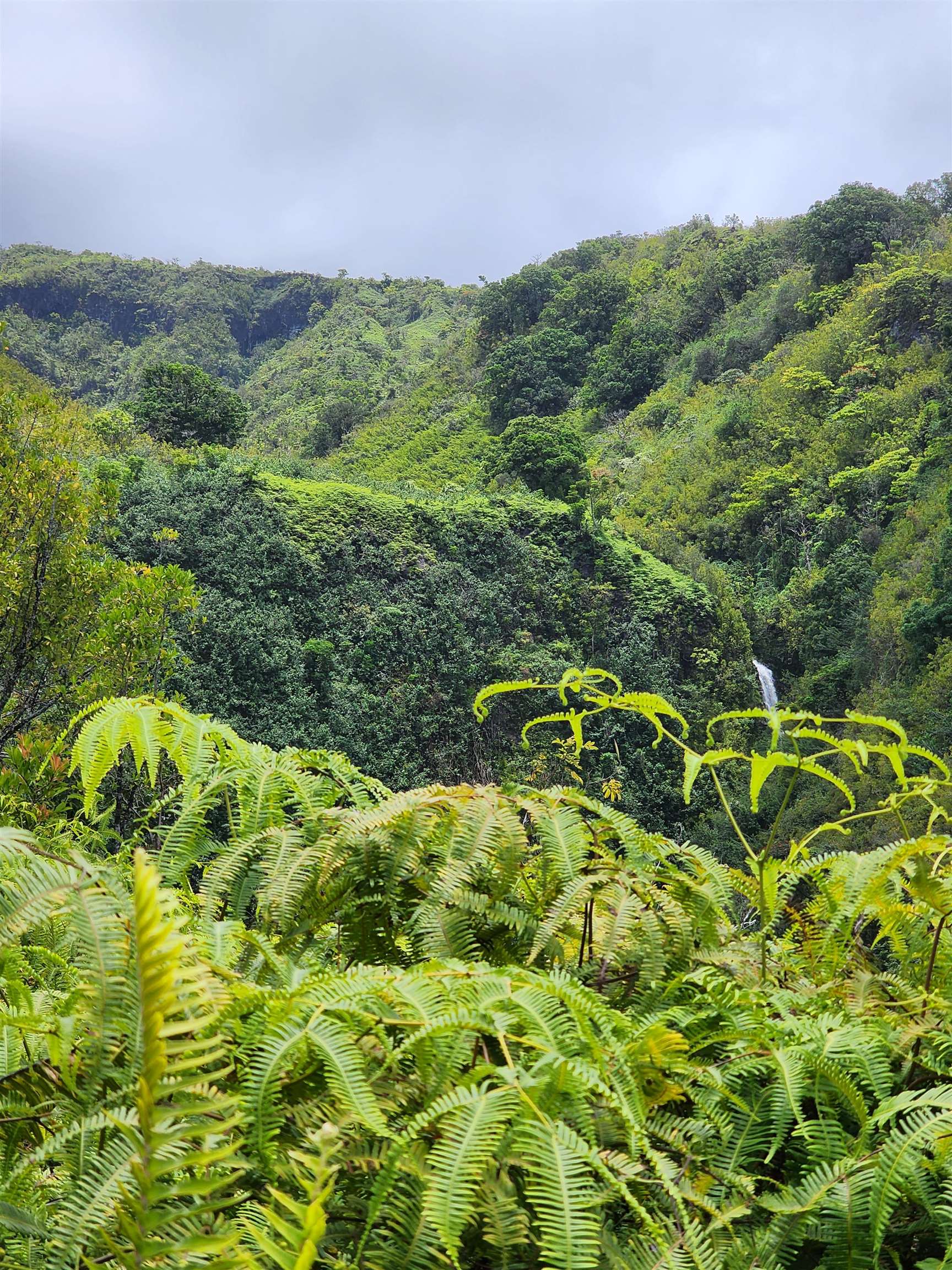 0 Hana Highway Haiku, HI 96708 - Photo 2 of 12 a view of a plant in a garden