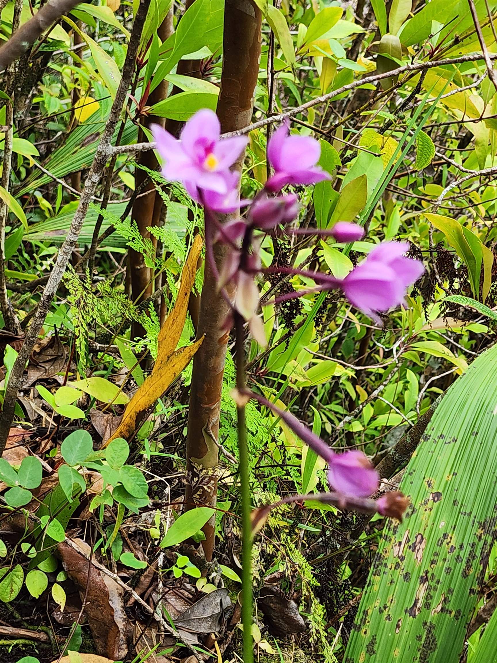 0 Hana Highway Haiku, HI 96708 - Photo 4 of 12 a view of a flower