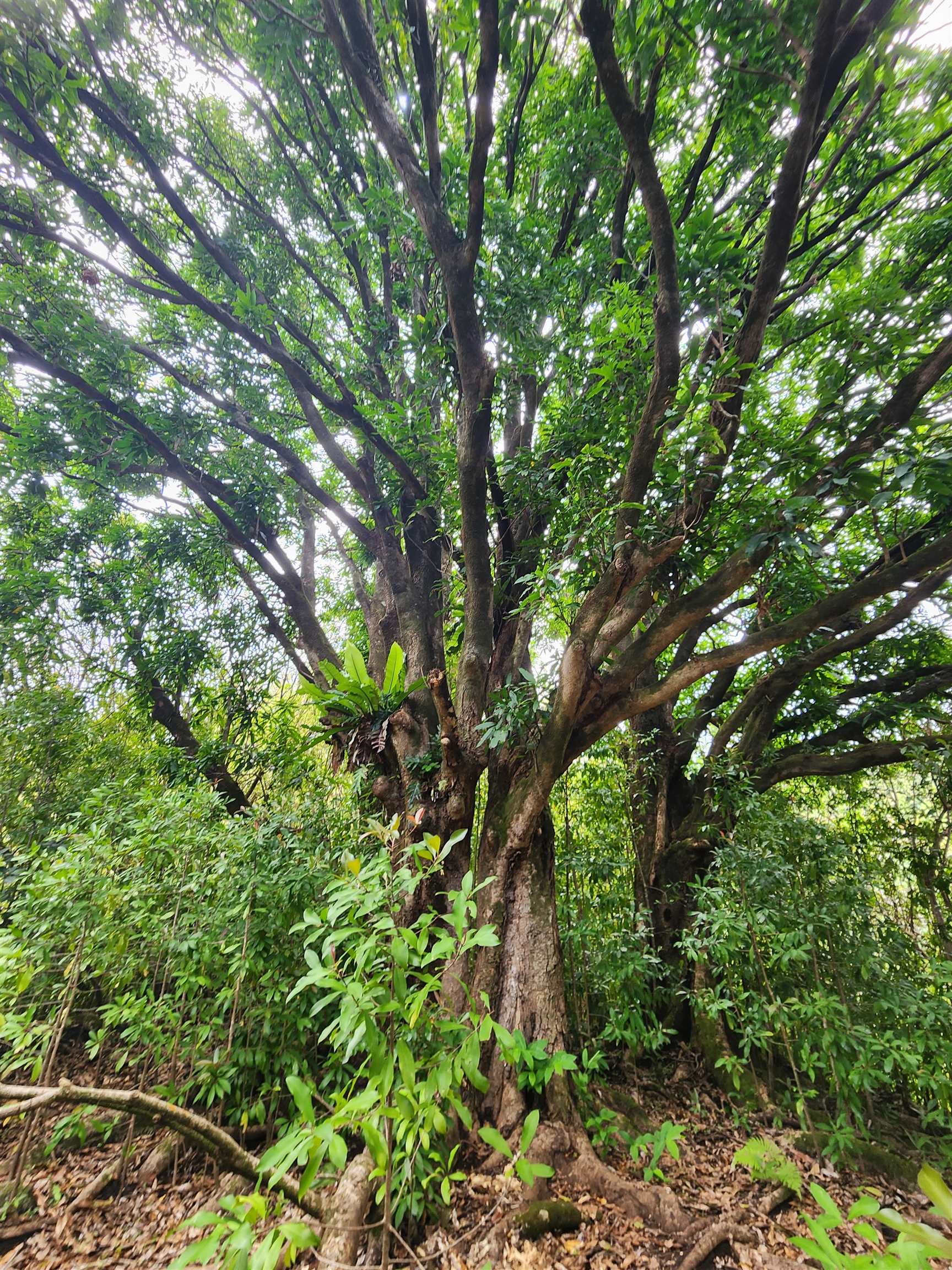 0 Hana Highway Haiku, HI 96708 - Photo 5 of 12 a backyard of a house with lots of swings and plants