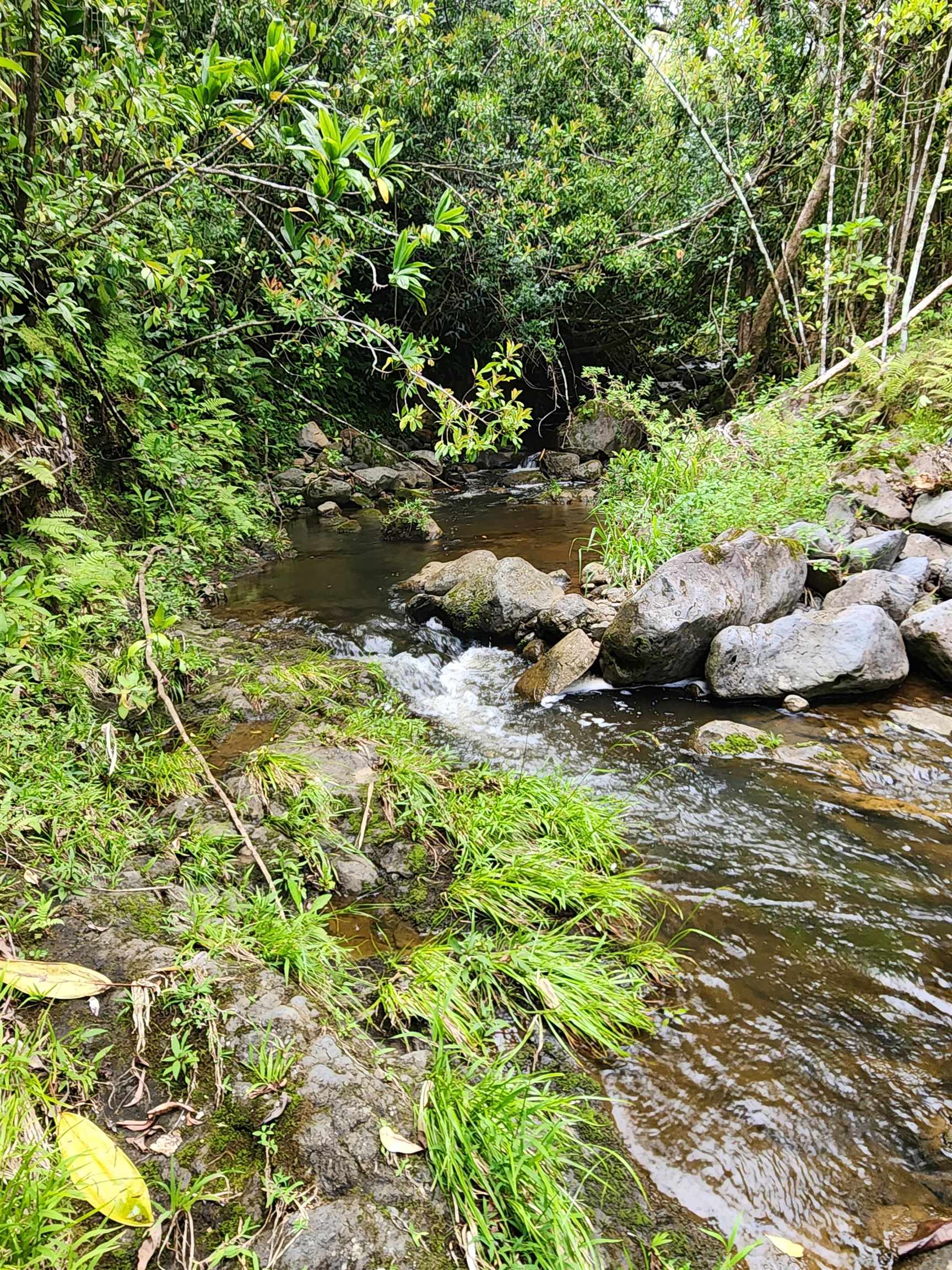 0 Hana Highway Haiku, HI 96708 - Photo 6 of 12 a picture of trees with plants