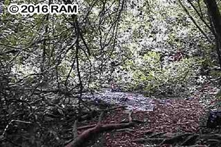 0 Hana Highway Haiku, HI 96708 - Photo 9 of 12 a view of a plant