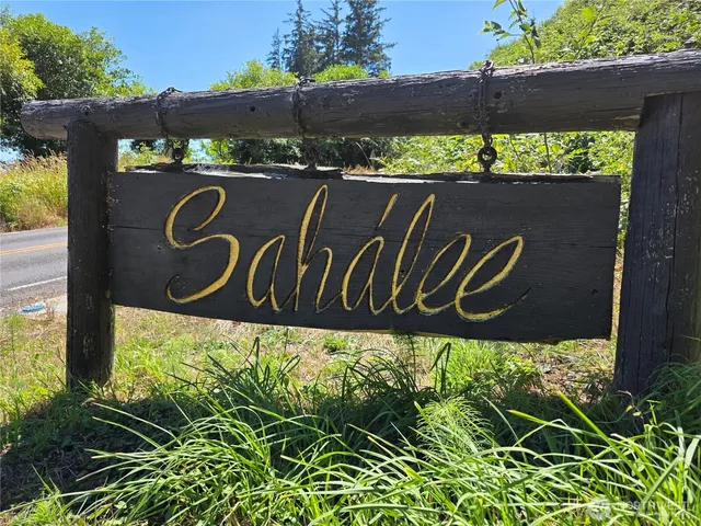 a view of a lush green forest