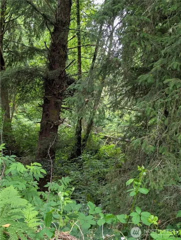 a view of a yard with plants and large trees