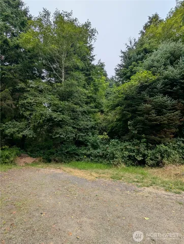 view of a lush green forest