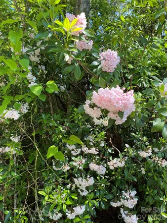 a flower plants in a garden