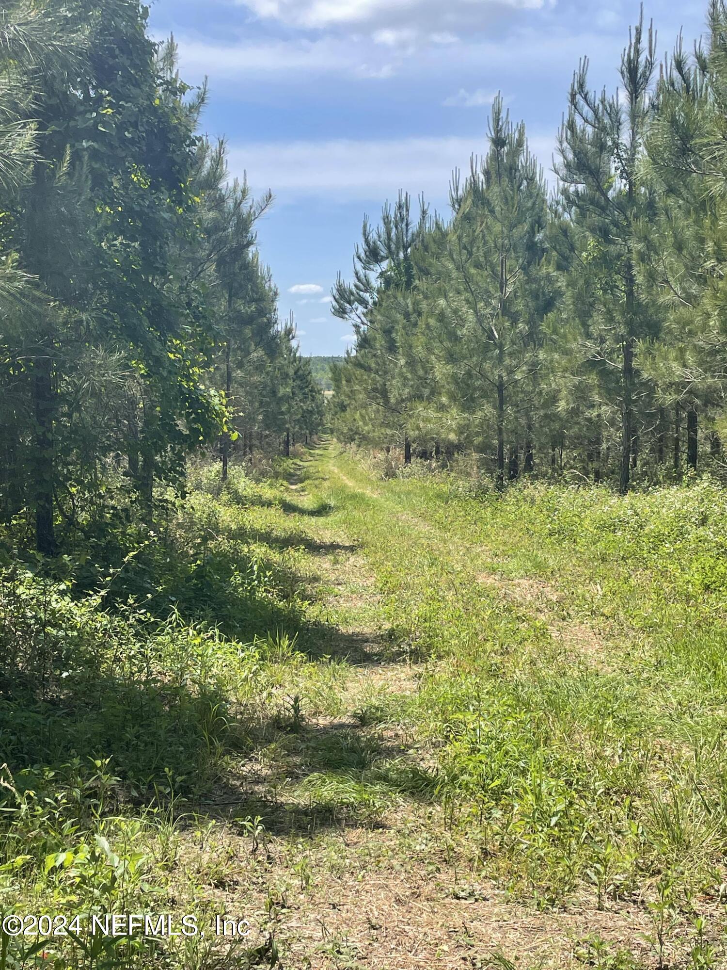 Vacant88 Northeast Rocky Ford Road Pinetta, FL 32350 - Photo 10 of 12 a view of a yard with plants and large trees