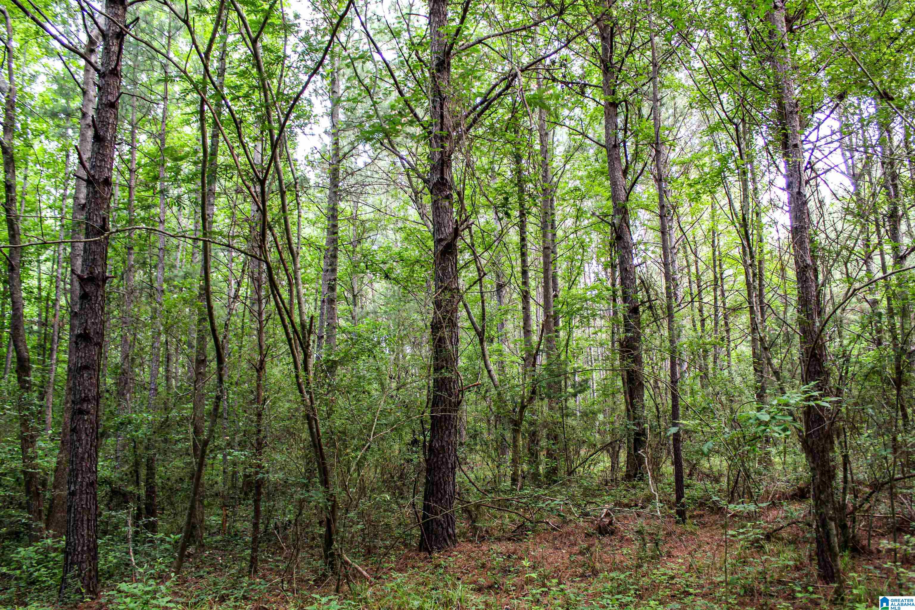 2211 Gurley Road, Unit 1 Trafford, AL 35172 - Photo 26 of 39