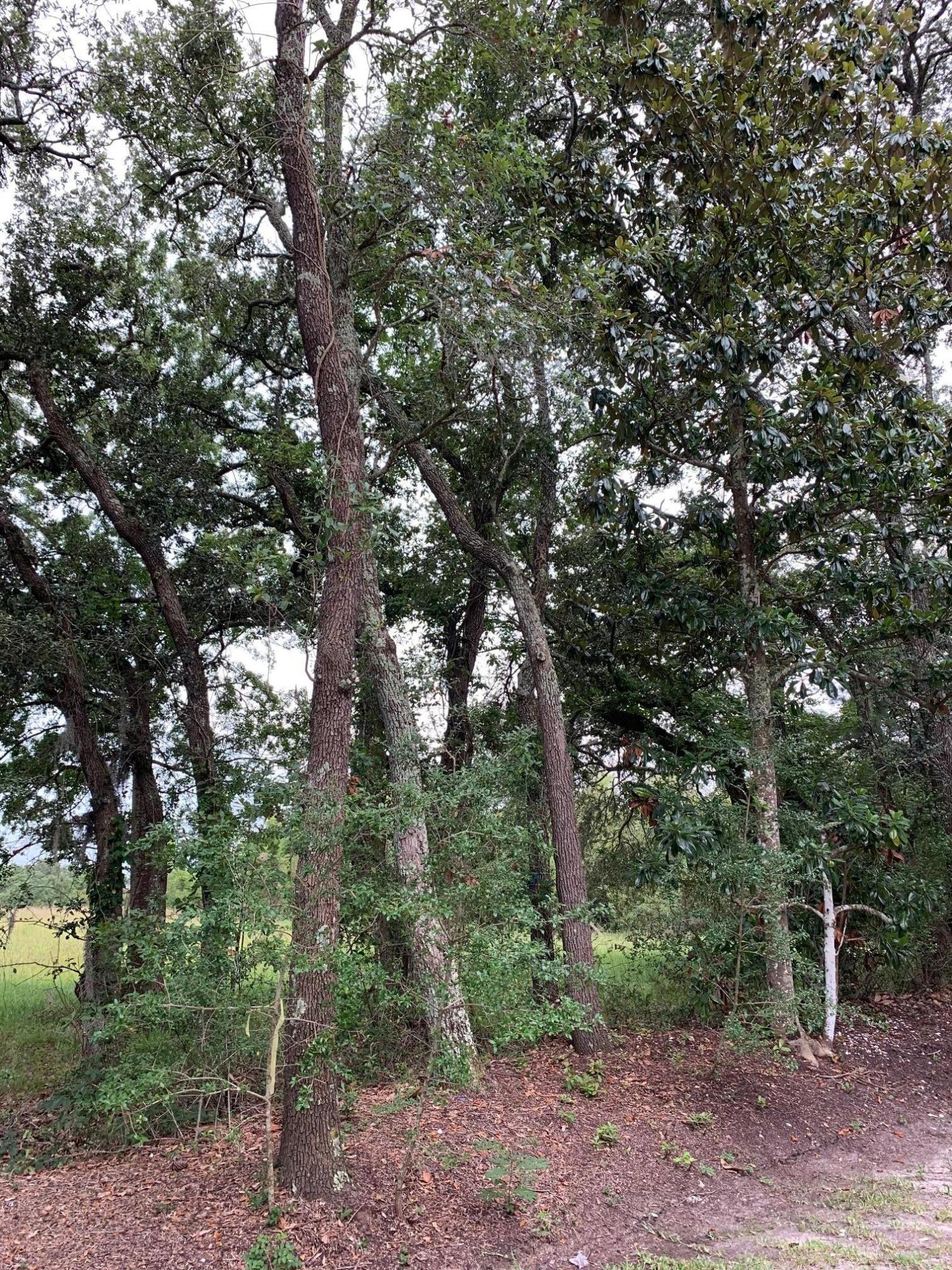 1689 Old Military Road Charleston, SC 29412 - Photo 5 of 31 IMG_0712