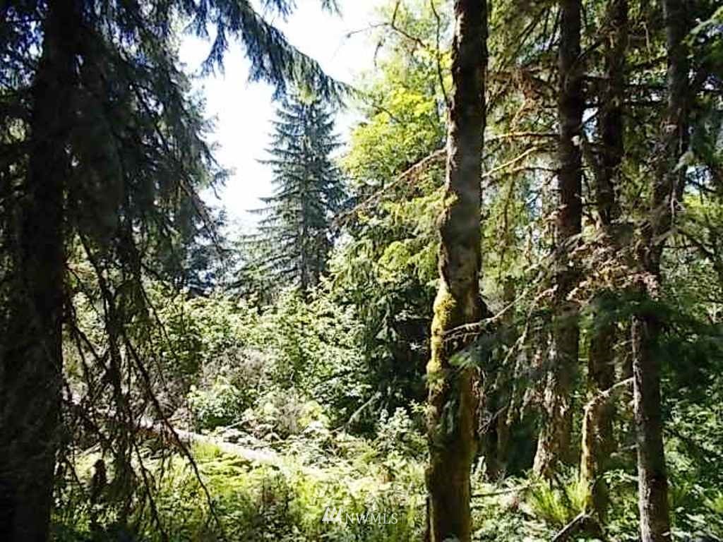0 Old Barn Road Randle, WA 98377 - Photo 15 of 25 Gallery Image 15