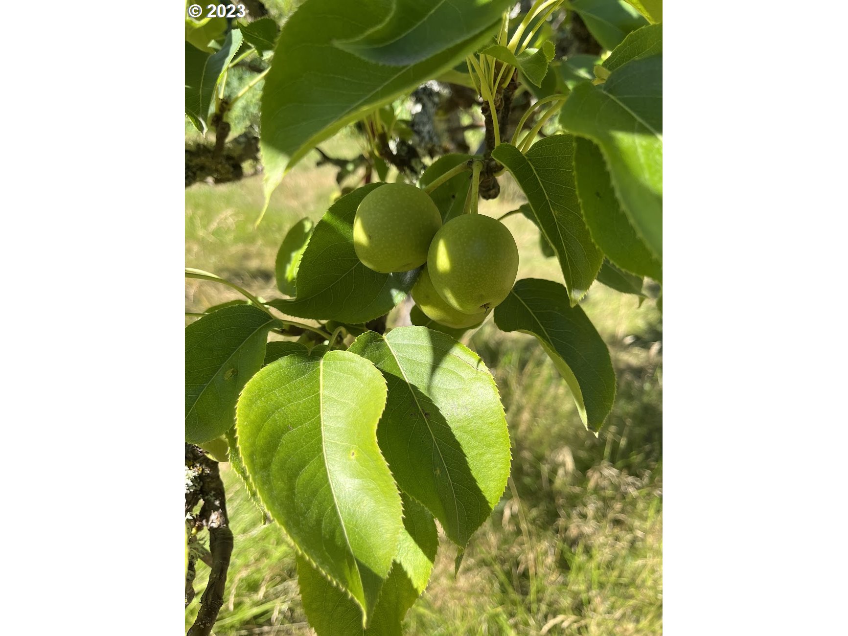8425 Southwest Ridgeway Drive Portland, OR 97225 - Photo 30 of 41