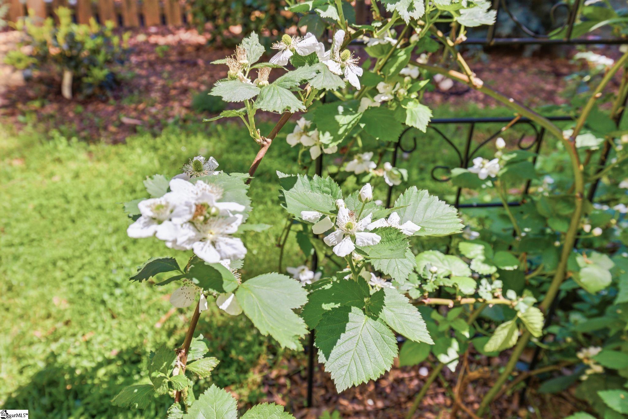 3 Chestnut Hill Place Simpsonville, SC 29680 - Photo 28 of 48