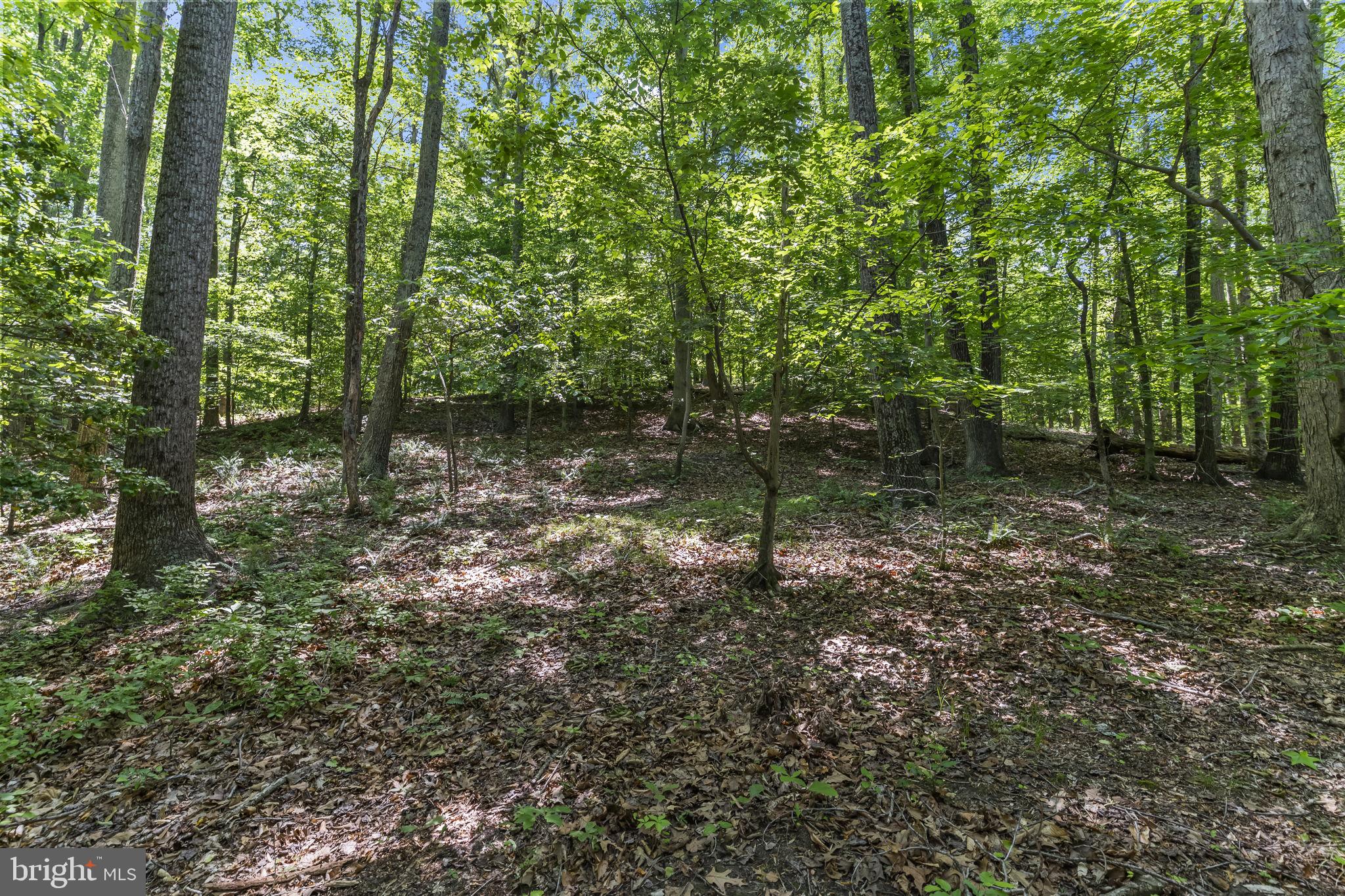15690 Nelson Perrie Road Brandywine, MD 20613 - Photo 9 of 19 a view of a forest with trees