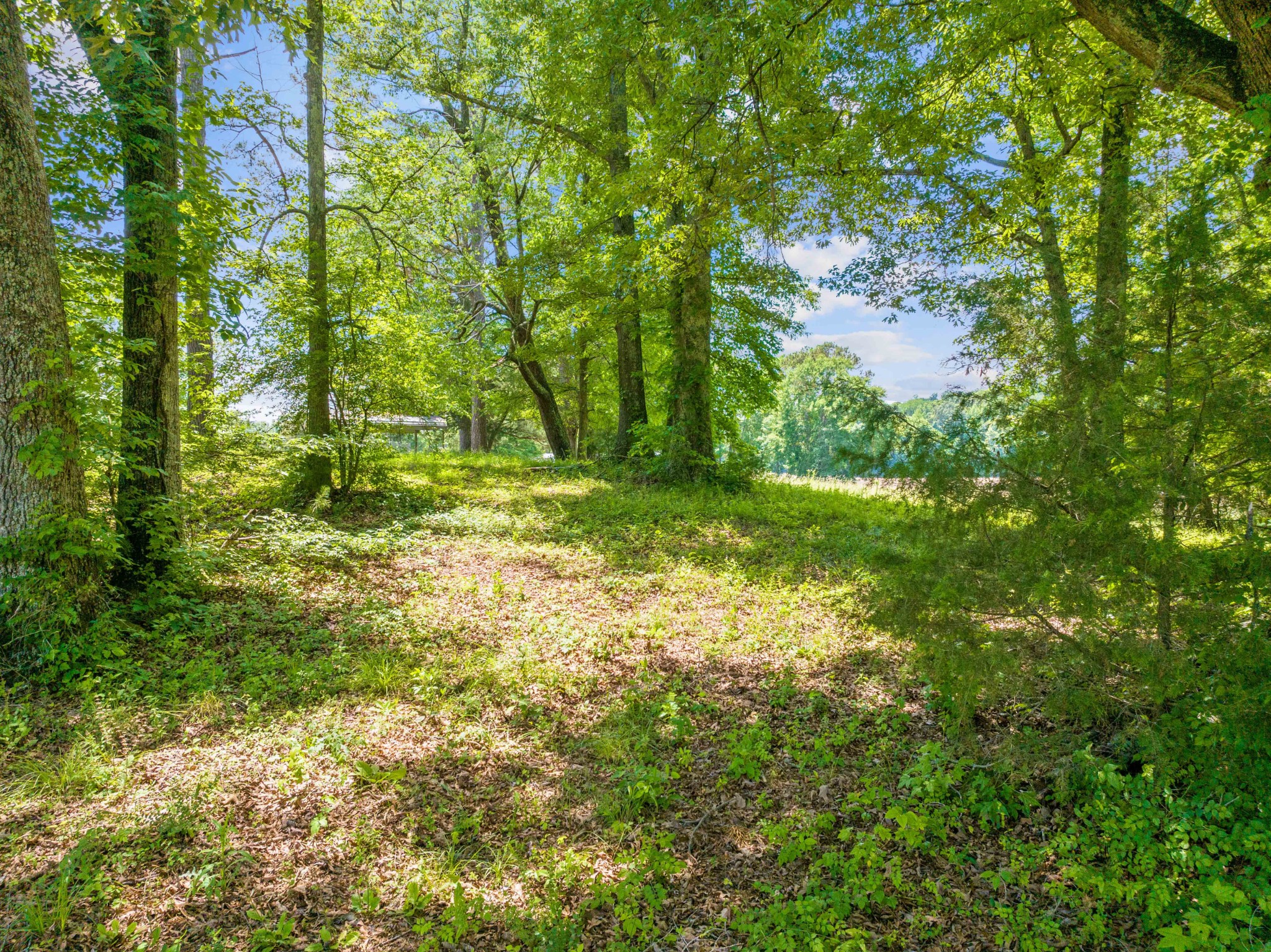 4519 Highway 100 Decaturville, TN 38329 - Photo 24 of 31 a yard with lots of trees