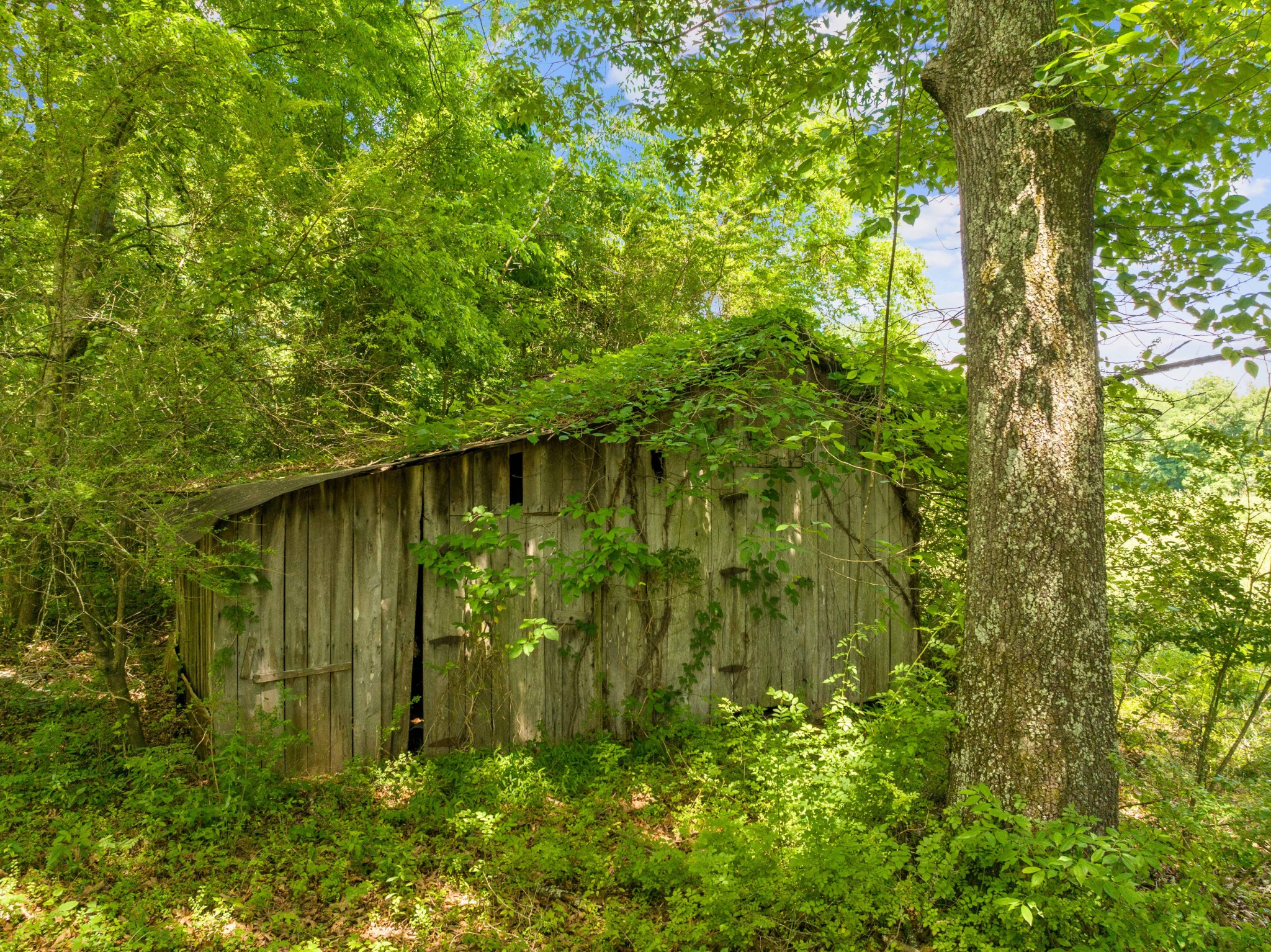 4519 Highway 100 Decaturville, TN 38329 - Photo 25 of 31 a backyard of a house with lots of green space