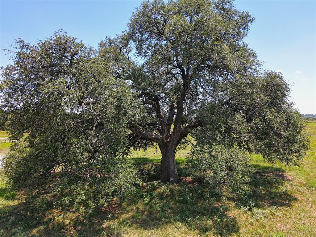 3976 Fm 1477 Comanche, TX 76442 - Photo 10 of 11 Mature hardwood tree featuring a substantial trunk, dense green foliage, and spreading canopy
