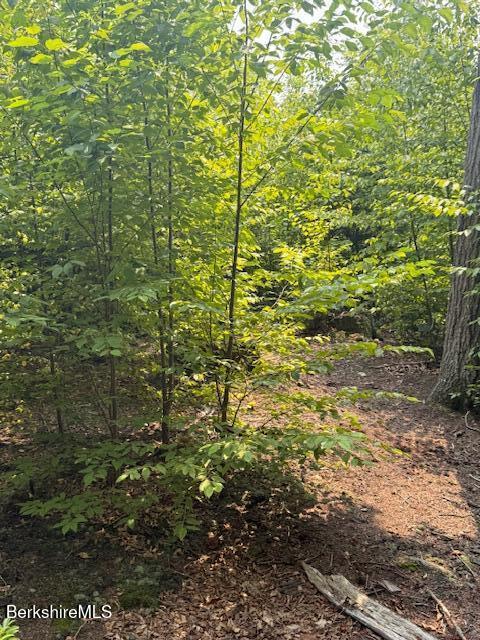 58 Stanley Road Otis, MA 01253 - Photo 3 of 10 a view of a garden
