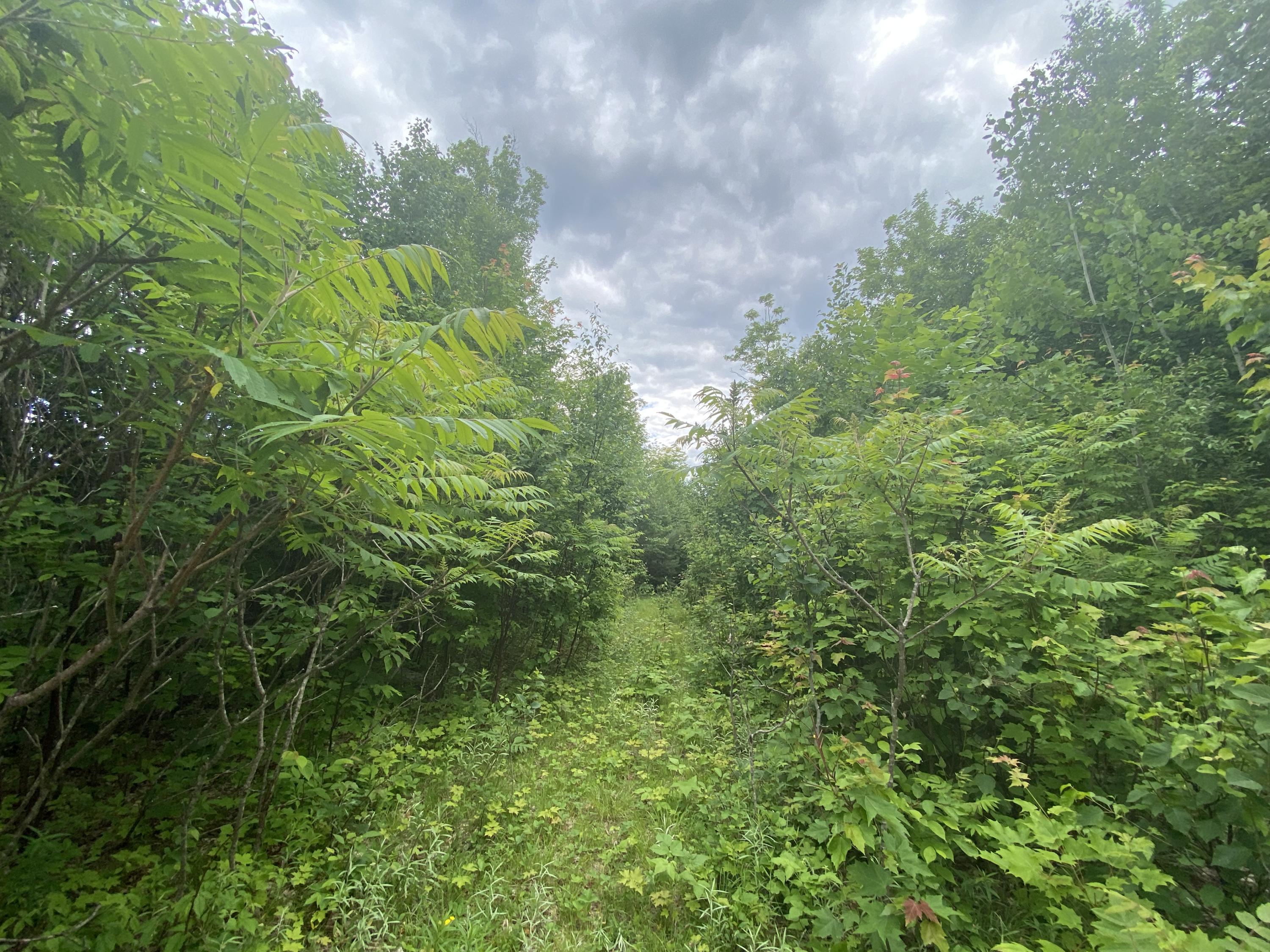 160 Reed's Mill Road Madrid Township, ME 04966 - Photo 12 of 20 Photo Jun 16, 2 41 11 PM