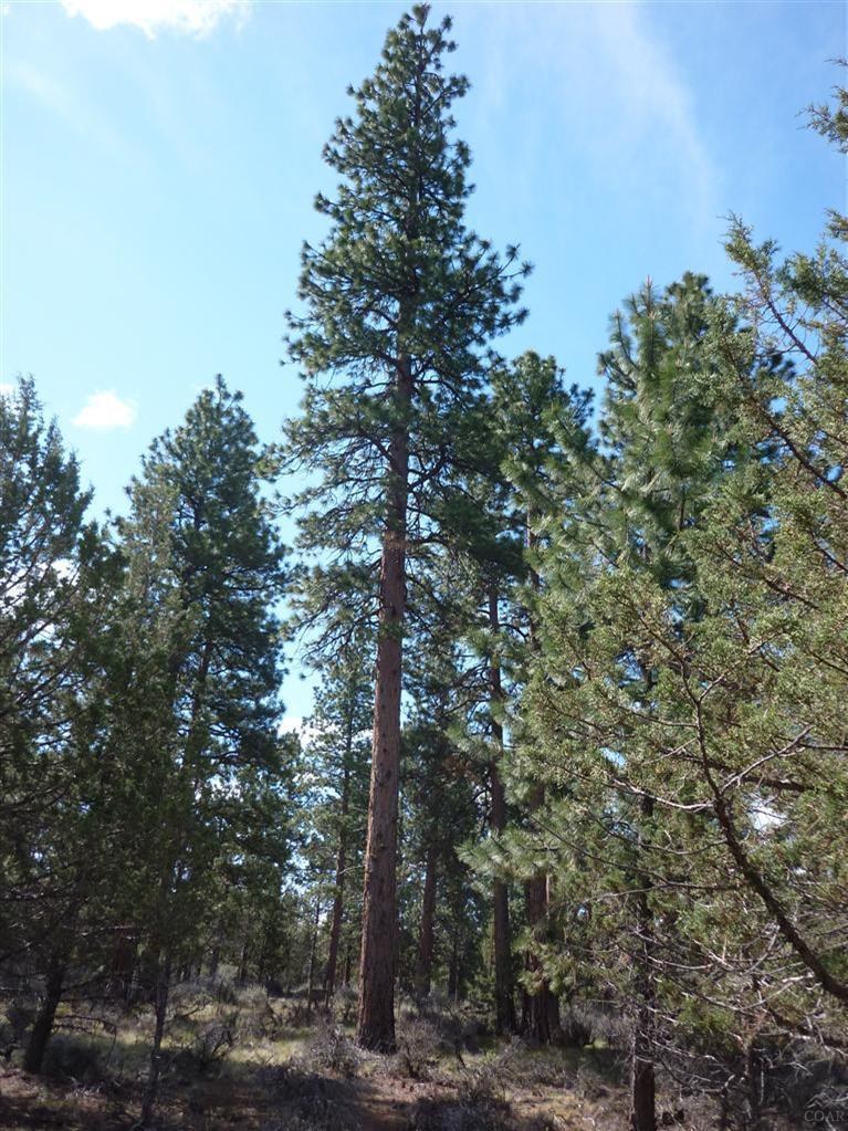 16160 Foothill Loop Sisters, OR 97759 - Photo 1 of 8 Lots of mature Ponderosa pine and junipe