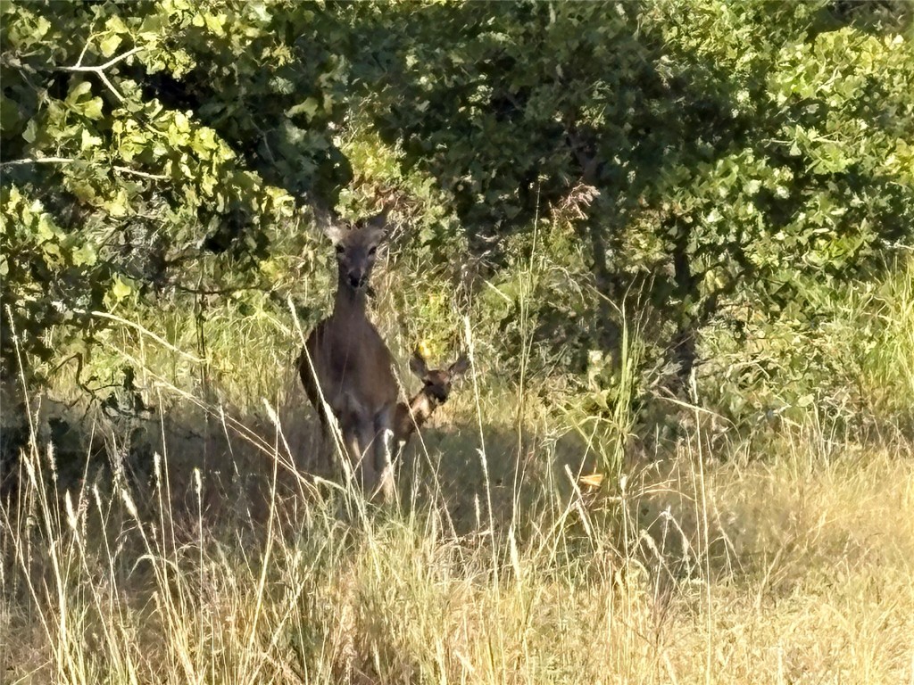 Tbd Kimo Court Bastrop, TX 78602 - Photo 2 of 4 a close up of a plant