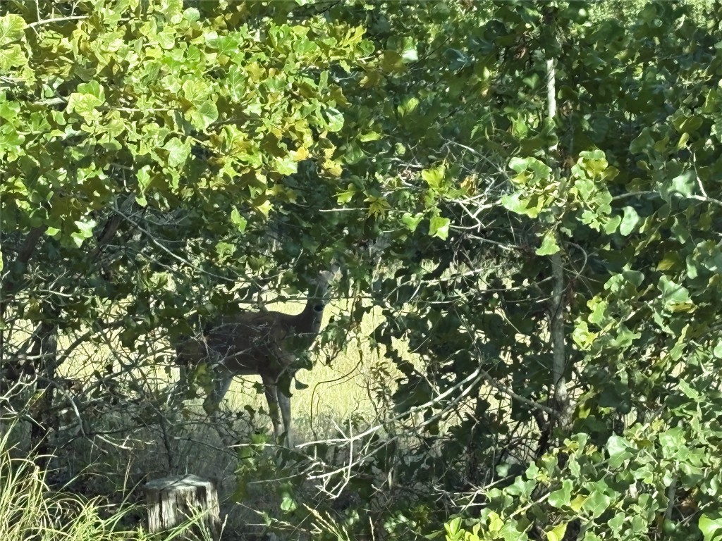 Tbd Kimo Court Bastrop, TX 78602 - Photo 4 of 4 a view of a tree
