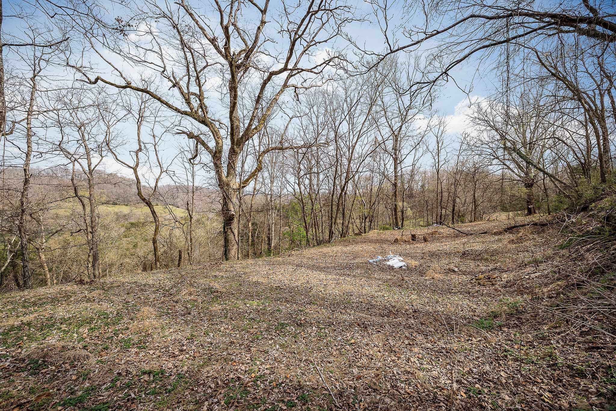 303 East Hill Road Gainesboro, TN 38562 - Photo 16 of 18 a view of dirt yard with a tree