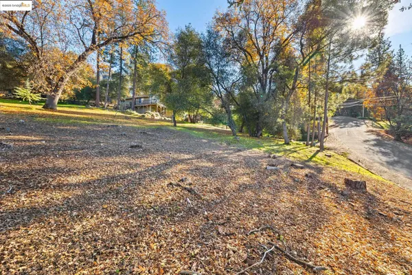 a view of yard with tree