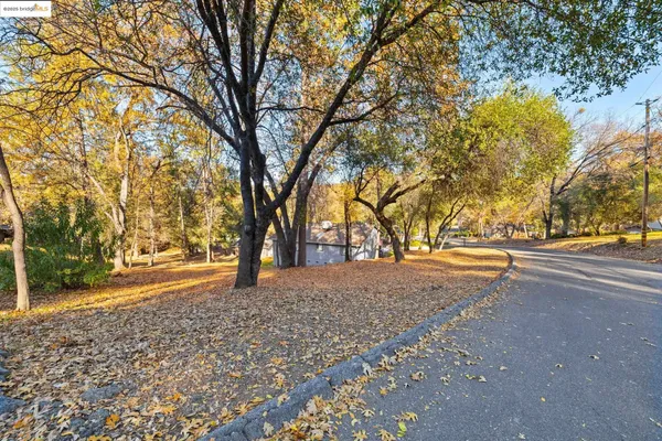 a view of large trees with yard