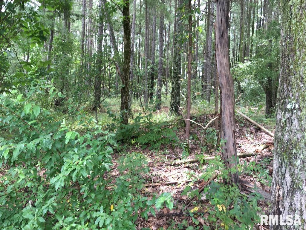 Lot 287 Parrish Ridge Lane Goreville, IL 62939 - Photo 5 of 17 a view of forest