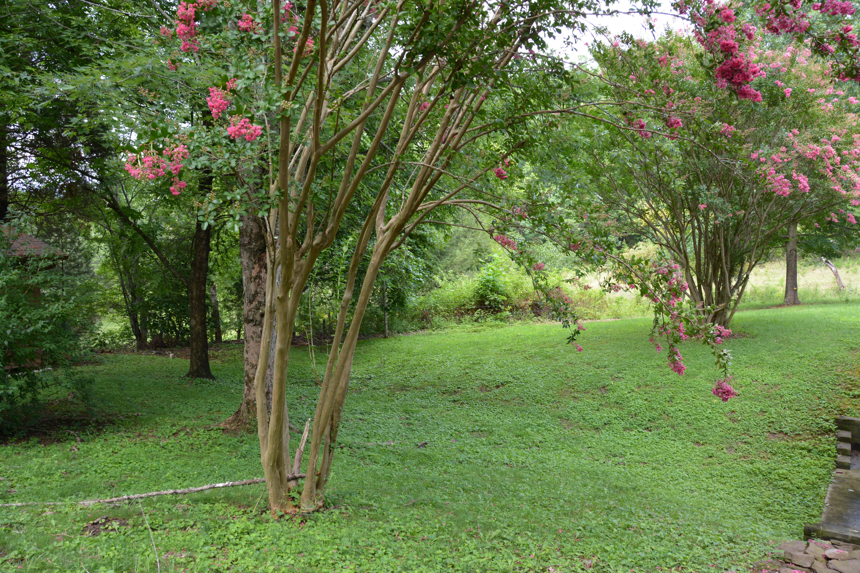 1605 McCarter Hollow Road Sevierville, TN 37862 - Photo 6 of 20 DSC_1562