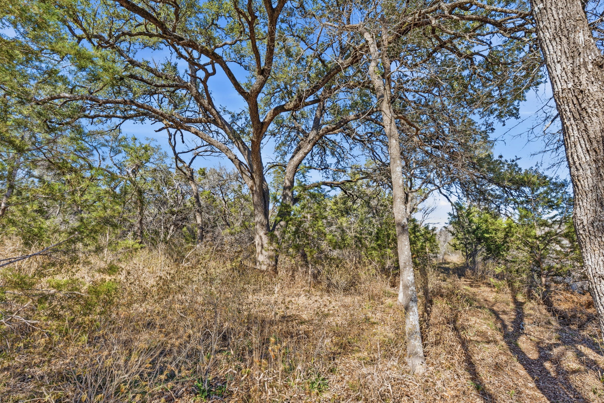 1081 Clark Cove Road Buda, TX 78610 - Photo 19 of 29 View of undeveloped land