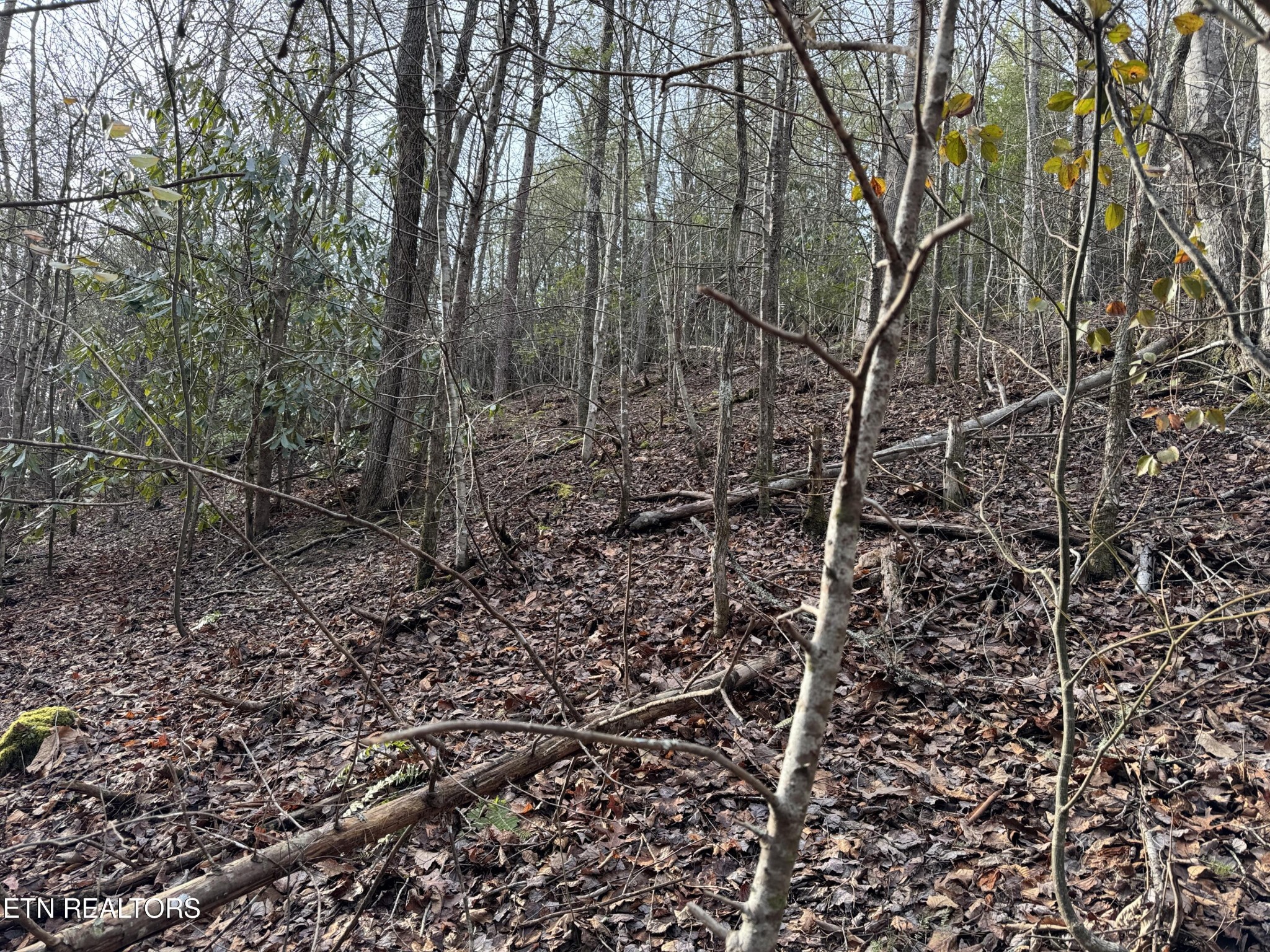 0 Black Gum Road Gatlinburg, TN 37738 - Photo 3 of 9 a view of a yard with lots of plants and trees