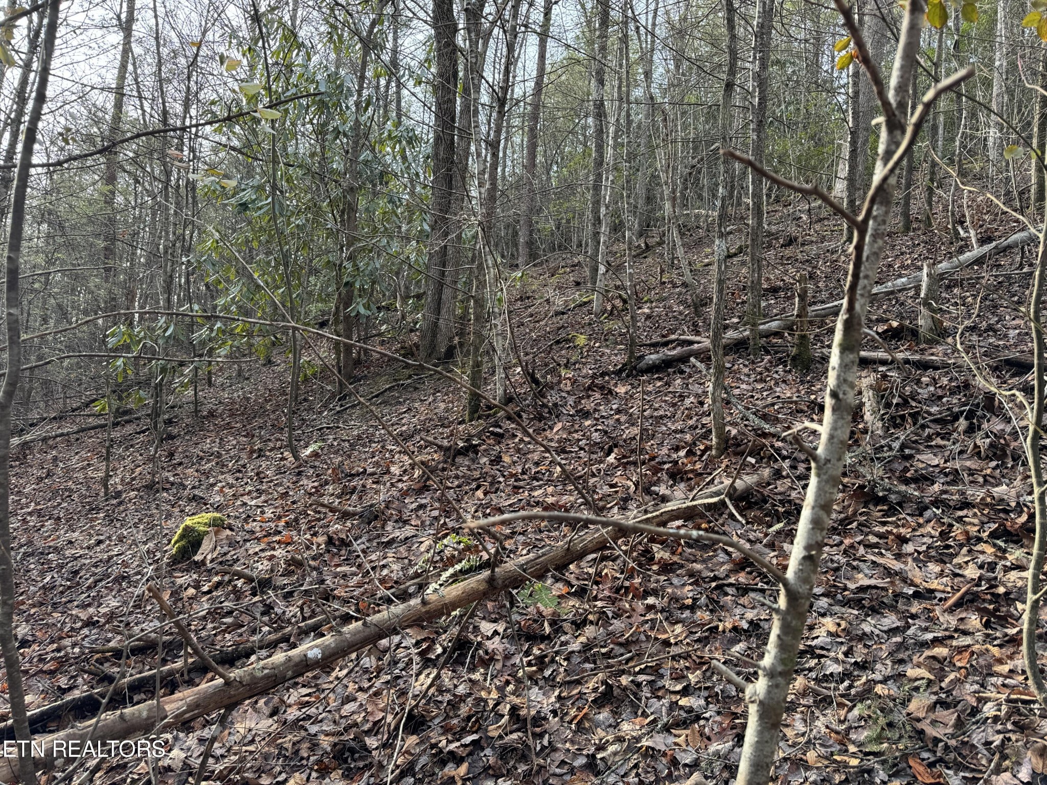 0 Black Gum Road Gatlinburg, TN 37738 - Photo 5 of 9 a view of a yard