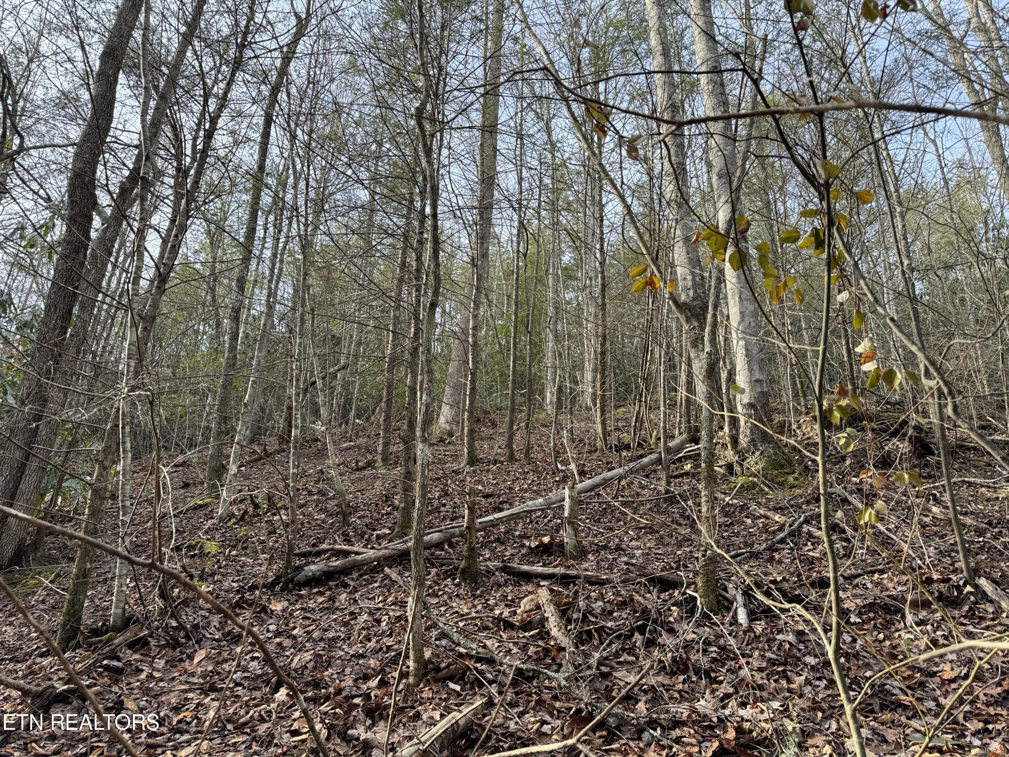 0 Black Gum Road Gatlinburg, TN 37738 - Photo 6 of 9 a view of a forest with a tree